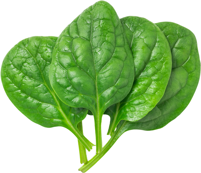 Fresh spinach leaves