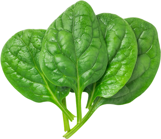 Fresh spinach leaves